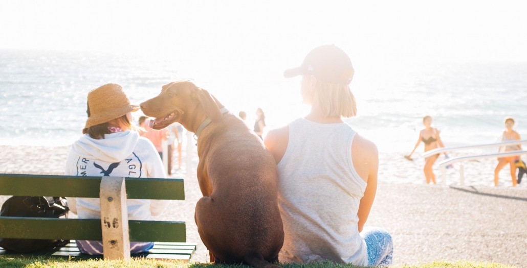 Tierisch gut Nachhaltiger Urlaub mit Hund bookitgreen