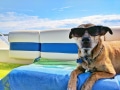 Brauner Hund mit Sonnenbrille auf Boot