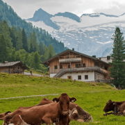 Urlaub am Bauernhof in Österreich mit Kühen und Bergen